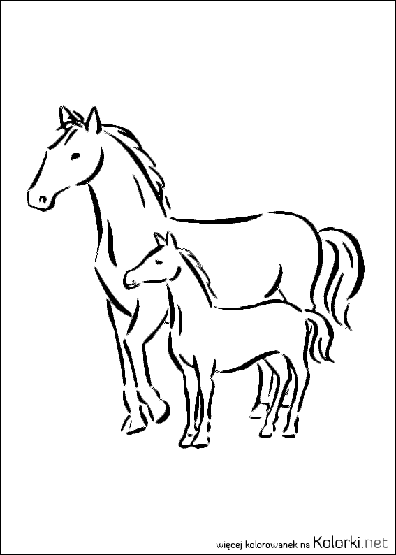 koń, zwierzę, konie, kucyk