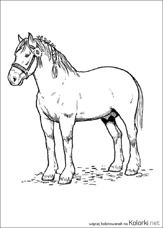 koń, zwierzę, zwierzęta