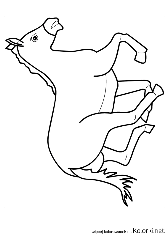 koń, zwierzęta, galop, zwierzę